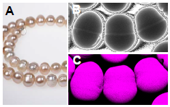 Figura 1: (A) Perlas chinas de agua dulce cultivadas, (B) imagen de transmisión de rayos X y (C) imagen XRF de calcio sobre un segmento de un collar.