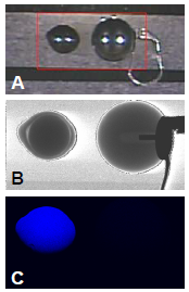 Figura 2 – (A) Imagen óptica de perlas, cultivadas (izq.) y de imitación (der.), con la región de mapeo marcada con rojo, (B) imagen de transmisión de rayos X, e (C) imagen XRF de calcio.
