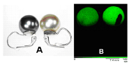 Figura 3 – (A) Imagen óptica de dos perlas de imitación, (B) imagen XRF de bismuto.