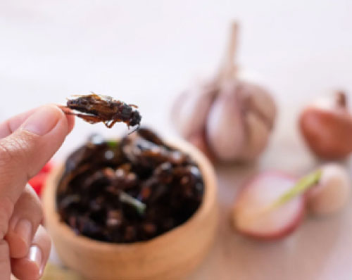 muestras de grillos comestibles usando el microscopio analítico de rayos X HORIBA XGT-9000