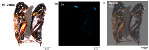 Figura 4. Imágenes del mapa elemental de los grillos obtenidas con el XGT-9000 (a) imagen óptica (b) imagen de zinc (c) imagen en capas.