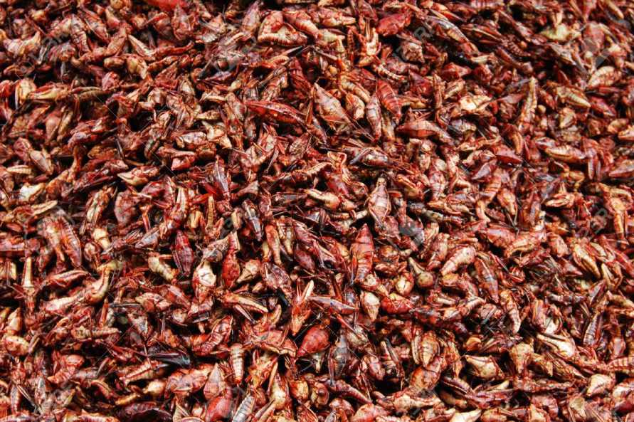 Imágenes de distribución elemental en insectos comestibles mediante micro-XRF.