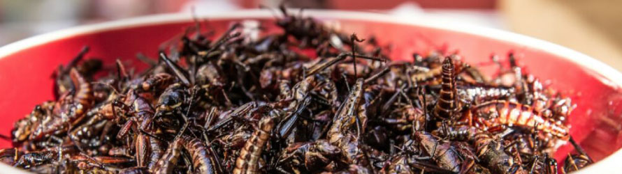 Imágenes de distribución elemental en insectos comestibles mediante micro-XRF